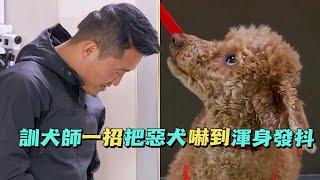 貴賓犬成為家中惡霸，它見人就咬，把主人當奴隸，結果遇見訓犬師秒變慫