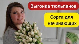  Лучшие сорта тюльпанов для новичков / Выгонка тюльпанов к 8 марта / 28.02.22г.