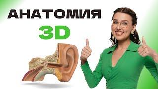 Строение уха человека в 3D | ОГЭ БИОЛОГИЯ 2025