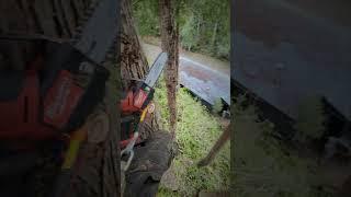Limb Reduction @MilwaukeeTool #shorts #arborist #treesurgeon #treeclimber #chainsaw