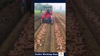 Cultivation Process Of Sweet Potato - Expert Man And Machinery Can Improve Work Efficiency