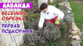 ОБРЕЗКА ЛАВАНДЫ весной. + Первая ПОДКОРМКА и весенний уход. Pruning lavender in spring.