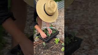 VEGGIE GARDEN LIFE - Episode 4  #growveg #inmypatch #vegetablegarden #gardentips
