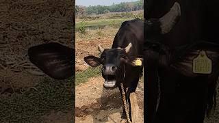 cow mooing sound#cow humba humba sound#amba amba cow sounds