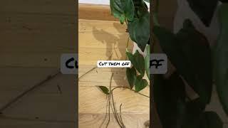 Syngonium red arrow.#sun gonium#plantcare #plantcaretips #youtubeshorts #shorts #propagation