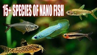 MICRO MARVELS: 15 Nano Fish that Rule the Miniature Seas