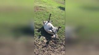 Watch This Stubborn Horse Brilliantly Pretend To Be Dead