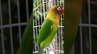 suara burung lovebird memanggil teman | #shorts