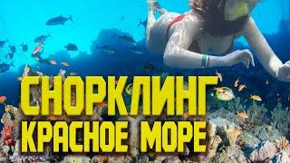 Червоне море в Єгипті  Відпочинок в Єгипті 2021 | Снорклінг