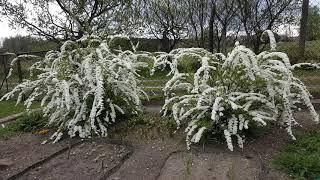 Посадите спирею Грефшейм . Spiraea x cinerea Grefsheim  .