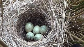 10 uk birds eggs in nest compilation  PT1