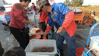 阿雄出海抓虾，连续两天抓到几舱大虾，今天又赚2000多块