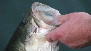 How To Hold A Bass The Right Way | Bass Fishing