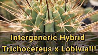 Cactus Unboxing: Intergeneric Hybrid between Trichocereus x Lobivia