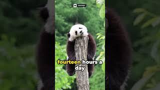 The Secret Behind the Panda’s Lazy Behavior #shorts #panda #cute #animals #japan