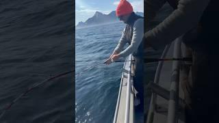 When the halibut decides that the fight is not over yet. #halibut #fishing #norway #cod