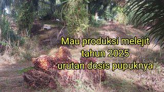 Mau produksi melejit ini urutan pupuknya