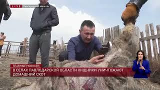 В селах Павлодарской области хищники уничтожают домашний скот