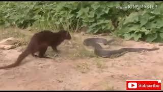 MUSANG VS KING COBRA