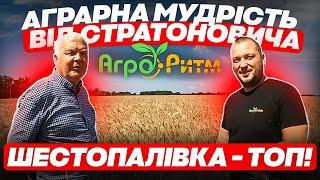 ПШЕНИЦЯ ШЕСТОПАЛІВКА - ДУЖЕ АКТУАЛЬНА ЗАРАЗ.АГРАРНА МУДРІСТЬ ВІД СТРАТОНОВИЧА!