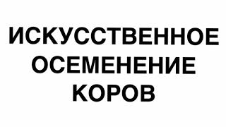 Искусственное осеменение коров. Как это происходит./жизнь в деревне