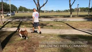 15mo old Basset Hound "Binoni" | Hound Dog Trainers | Florida Dog Trainers