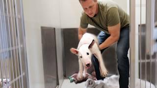 Breaking this Senior Bull Terrier Out of the Shelter!