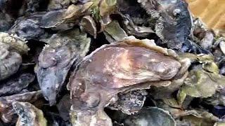 2 bushels of acebasin oysters