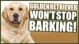 How To Stop Your GOLDEN RETRIEVER Barking