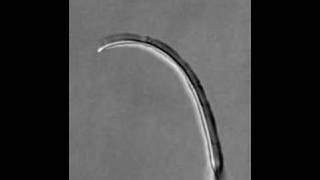 Unfurling a Protein-based Fiddlehead