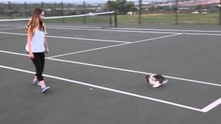 My Holland Lop Bunny Hopping Around