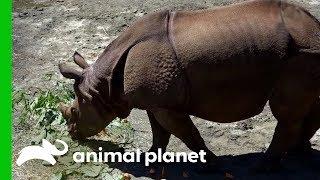 Asian One-Horned Rhino Gets Settled Into Her New Home | The Zoo