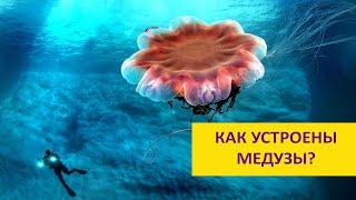 Медузы: опасные, бессмертные и безумно красивые. Наталья Носова