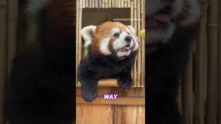 The Surprising Secrets Behind Red Panda Happiness