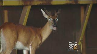 Game Commission: Police Faced Difficult Decision Over Wayward Deer, Acted For Public Safety