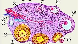 Строение и созревание яйцеклетки