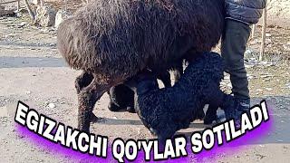 EGIZAK TUQQAN QUYLAR SOTUVGA CHIQDI ️+99899 791 90 04