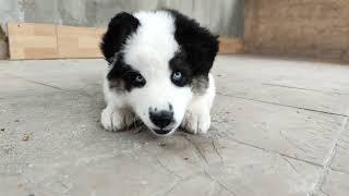 Yakutian Laika | Cute puppy eating 