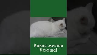 Смешная Ксюша #cat #мурлыканье #милашка