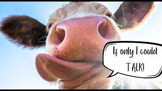 What your farm animals might be thinking 