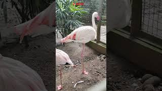 Burung Flamingo di Indonesia #shorts #shortsvideo #audiopluschannel