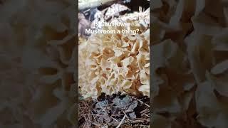 Learn everything you need to know about this unique edible! click lower rt corner for full episode!
