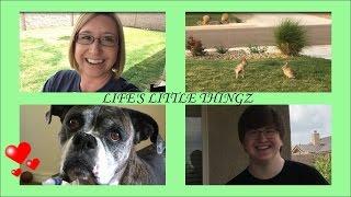 SURGERY, SHED & SHENANIGANS ~ Life's Little Thingz