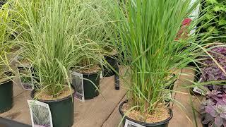 Calamagrotis Karl Foerster + Overdam + Eldorado + Lightning Strike (Reed Grass) // 4 Amazing Grasses