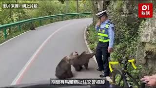 馬騮襲警！群猴堵公路　交警慘遭「猴子偷桃」  後續1動作牠怕了｜01熱話｜黑悟空｜堵路