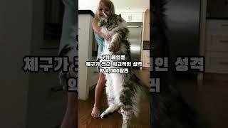 [1분 랭킹] 세계에서 가장 비싼 명품 고양이 TOP 10