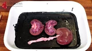 Kidney Excretory System Dissection GCSE A Level Biology NEET Practical Skills