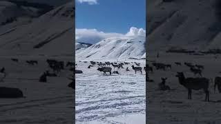 Horse-Drawn Sleighs & Photos Saved the Elk of Jackson Hole  #streamhorsetv #horses #elk #shorts