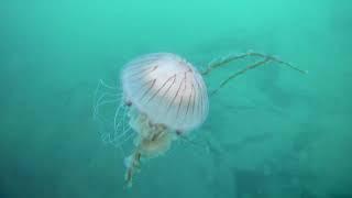 Ireland Underwater - Freediving