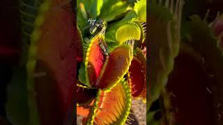 House Fly | Venus Fly Trap | Dionaea Muscipula | #insectkiller #flytrap #shortsfeed #shorts